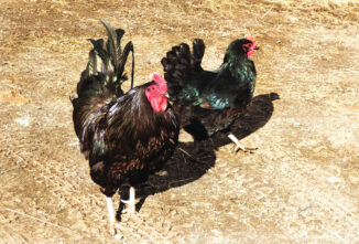 Black Jersey Giant Chickens as Meat Birds